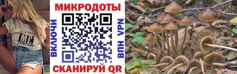 Купить закладки  Ясный  Псилоцибиновые грибы Psilocybe 